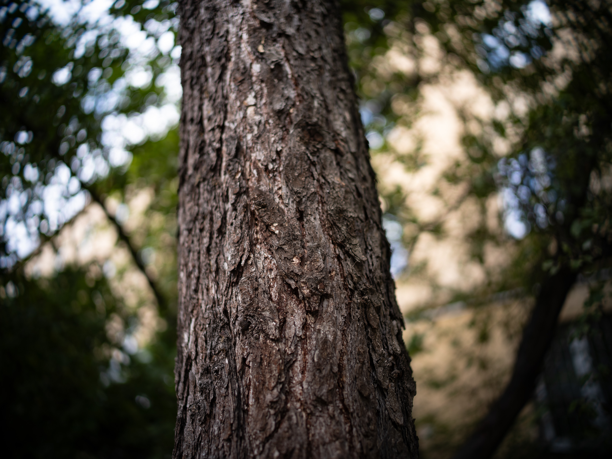 Zdjecie przykładowe wykonane przy użyciu obiektywu Voigtlander Nokton IV 35 mm f/1,2 do Leica M